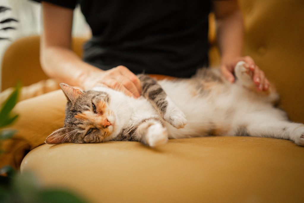 Pour savoir comment faire le deuil de son chat, il est recommandé d’aller sur catapart.fr